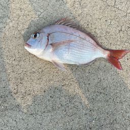チヌ