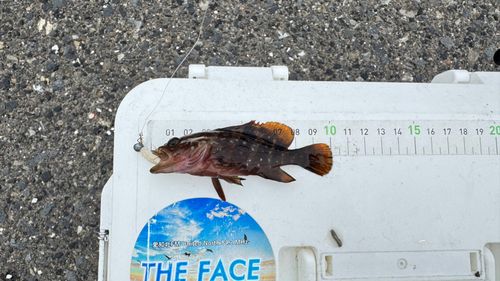 キジハタの釣果