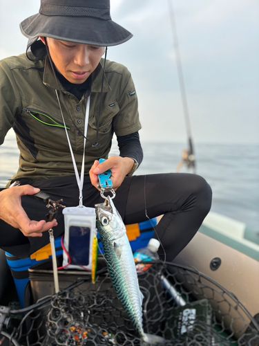サバの釣果