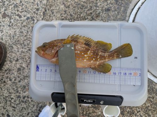 アコウの釣果