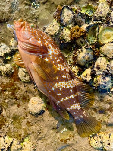 キジハタの釣果