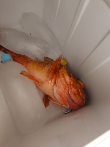 タイの釣果