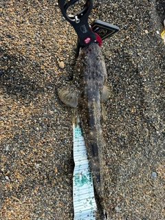 マゴチの釣果