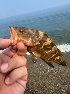 キジハタの釣果
