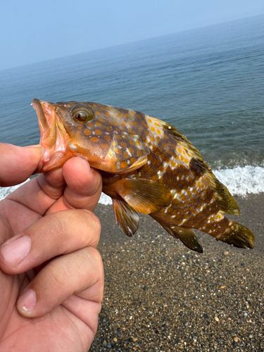 キジハタの釣果
