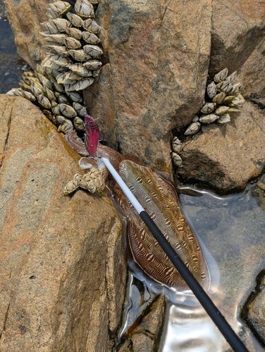コウイカの釣果
