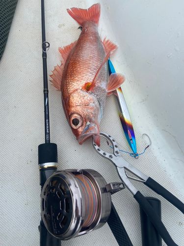 アカムツの釣果