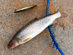 アメマスの釣果