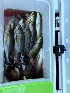 イサキの釣果