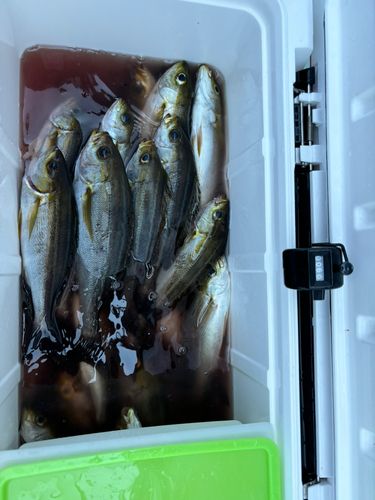 イサキの釣果