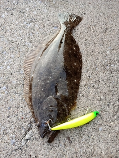 ヒラメの釣果