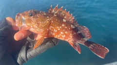 カサゴの釣果
