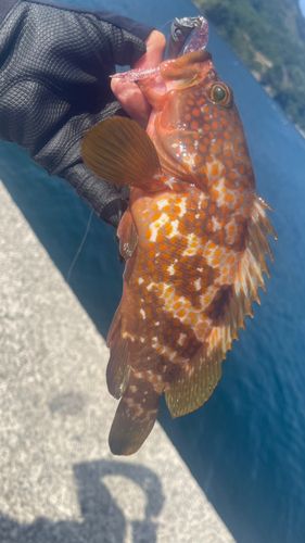 キジハタの釣果