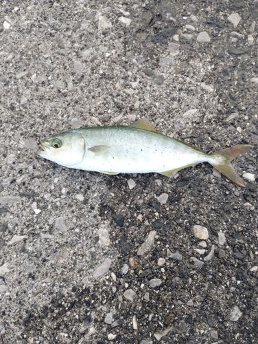 ネリゴの釣果