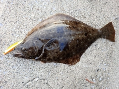 ヒラメの釣果