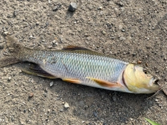 ハスの釣果