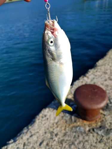 ツバスの釣果
