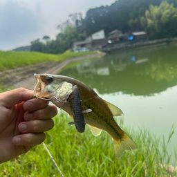 ブラックバス