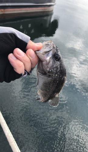 クロソイの釣果