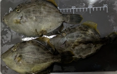 カワハギの釣果