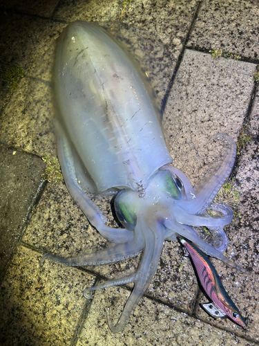 アオリイカの釣果