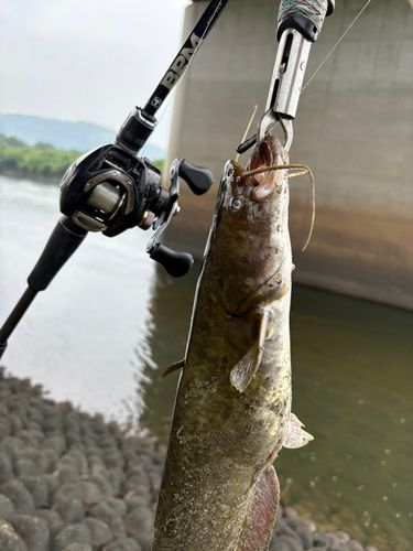 ナマズの釣果