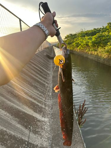 ナマズの釣果