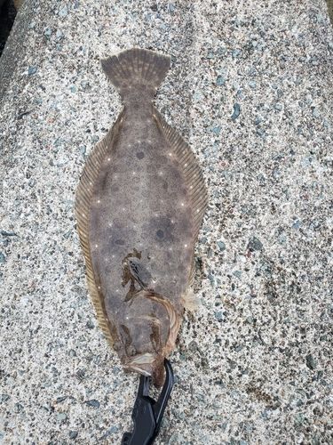 ヒラメの釣果