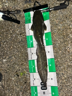 ナマズの釣果