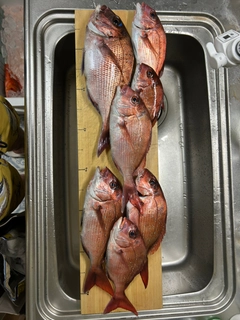 マダイの釣果