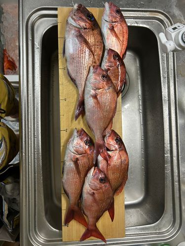 マダイの釣果