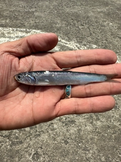 カタクチイワシの釣果