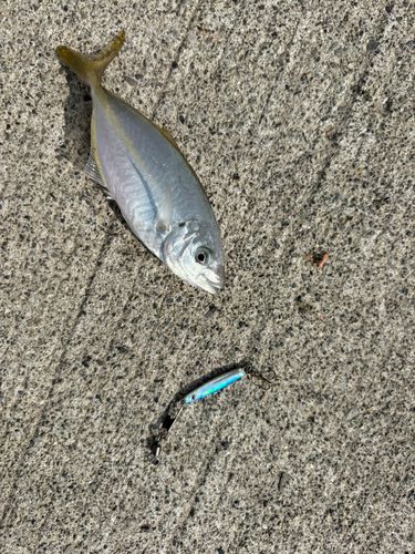 シマアジの釣果