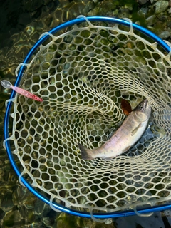 ヤマメの釣果