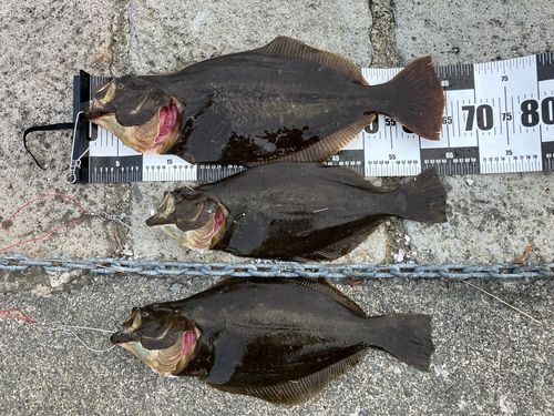 ヒラメの釣果