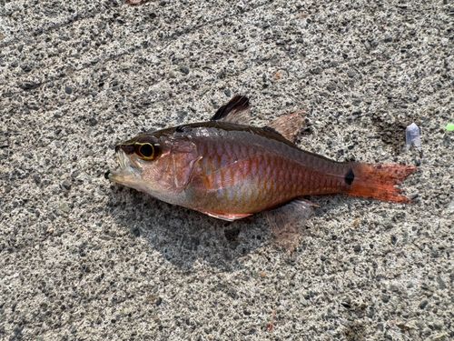 ネンブツダイの釣果