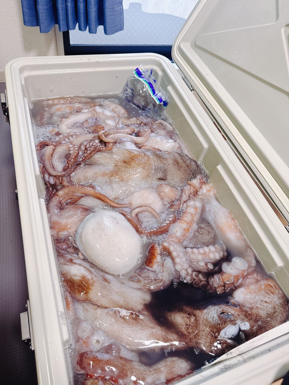shizuシズ さんの 2025年07月02日のタコの釣り・釣果情報(福島県