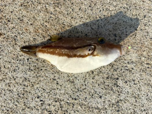 キタマクラの釣果