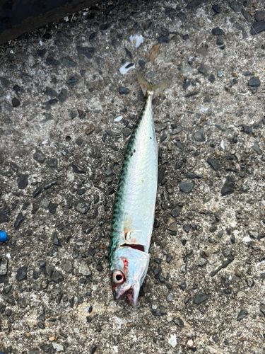 サバの釣果