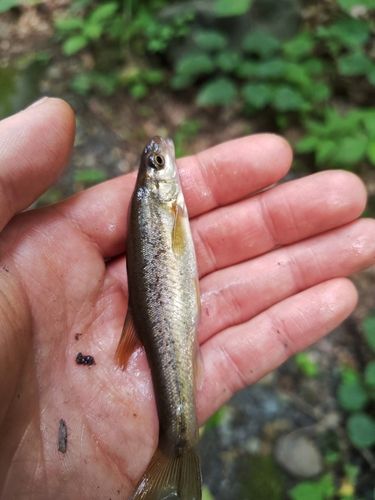 アブラハヤの釣果