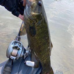 スモールマウスバス