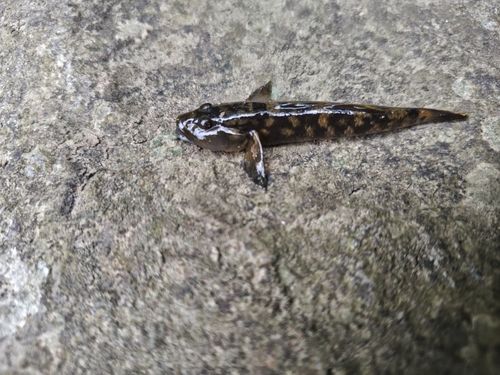 ヨシノボリの釣果