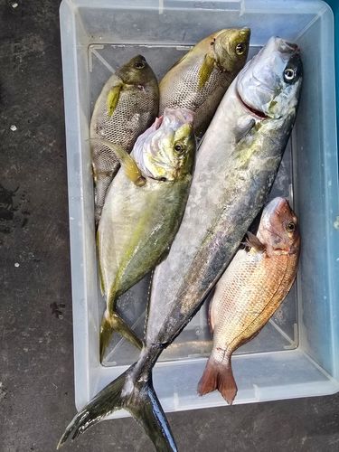シマアジの釣果