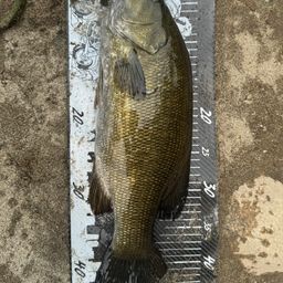 スモールマウスバス