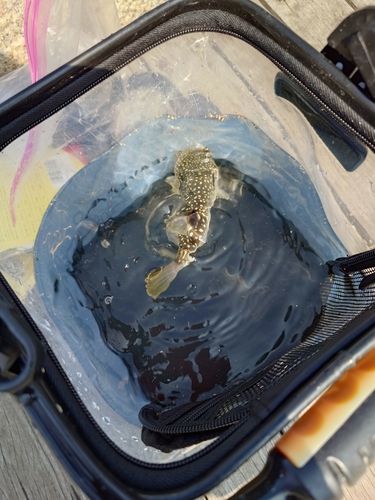 クサフグの釣果