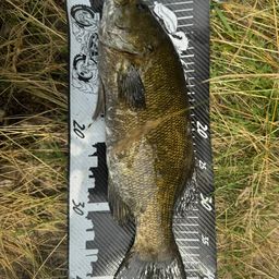 スモールマウスバス