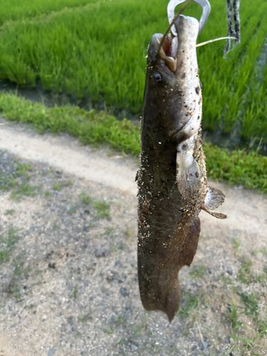 ナマズの釣果
