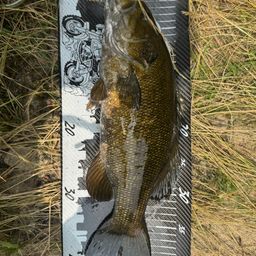 スモールマウスバス