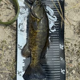 スモールマウスバス