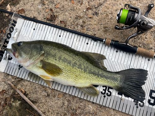 ブラックバスの釣果